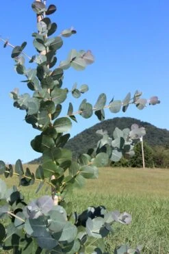 Big O Cold Hardy Eucalyptus Tree (Eucalyptus Neglecta) - 3 Gallon Pot -Garden Wisp Sales Store Eucalyptus Big O Cold 2 500x750 8