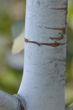 Bluey Cold Hardy Eucalyptus Tree (Eucalyptus Pulverulenta) - 3 Gallon Pot -Garden Wisp Sales Store Eucalyptus Bluey 1 2