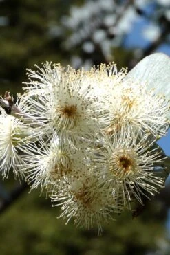 Bluey Cold Hardy Eucalyptus Tree (Eucalyptus Pulverulenta) - 5 Gallon Pot -Garden Wisp Sales Store Eucalyptus Bluey 6 4