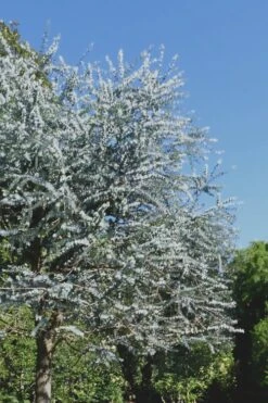 Bluey Cold Hardy Eucalyptus Tree (Eucalyptus Pulverulenta) - 3 Gallon Pot -Garden Wisp Sales Store Eucalyptus Bluey 7 2