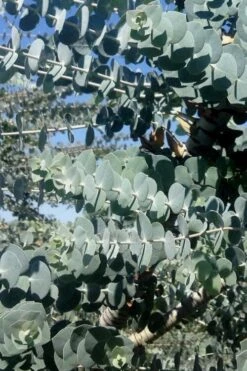 Bluey Cold Hardy Eucalyptus Tree (Eucalyptus Pulverulenta) - 3 Gallon Pot -Garden Wisp Sales Store Eucalyptus Bluey 8 2
