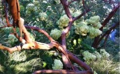 Funky Monkey Cold Hardy Eucalyptus Tree (Eucalyptus Parvula) - Quart Pot 11 Funky Monkey Cold Hardy Eucalyptus Tree (Eucalyptus Parvula) - Quart Pot -Garden Wisp Sales Store Eucalyptus Funky Monkey Branches 5