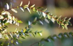 Funky Monkey Cold Hardy Eucalyptus Tree (Eucalyptus Parvula) - 2 Gallon Pot -Garden Wisp Sales Store Eucalyptus Funky Monkey Leaves 3