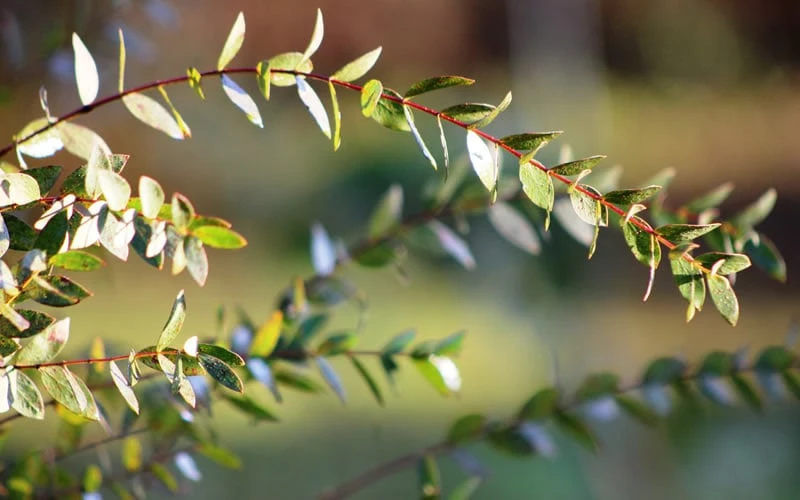 Funky Monkey Cold Hardy Eucalyptus Tree (Eucalyptus Parvula) - 5 Gallon Pot 6 Funky Monkey Cold Hardy Eucalyptus Tree (Eucalyptus Parvula) - 5 Gallon Pot - Image 6