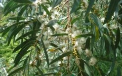 Funky Monkey Cold Hardy Eucalyptus Tree (Eucalyptus Parvula) - 2 Gallon Pot -Garden Wisp Sales Store Eucalyptus Funky Monkey Leaves Mature 3