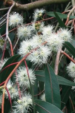 Jersey Girl Cold Hardy Eucalyptus Tree (Eucalyptus Macarthurii) - 3 Quart Pot -Garden Wisp Sales Store Eucalyptus Jersey Girl 1 5
