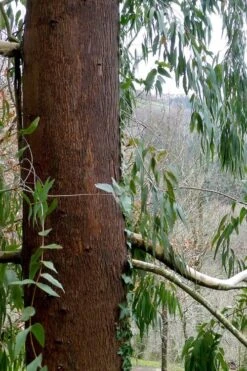 Jersey Girl Cold Hardy Eucalyptus Tree (Eucalyptus Macarthurii) - 2 Gallon Pot -Garden Wisp Sales Store Eucalyptus Jersey Girl 2 3