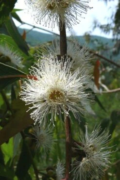 Jersey Girl Cold Hardy Eucalyptus Tree (Eucalyptus Macarthurii) - 3 Gallon Pot -Garden Wisp Sales Store Eucalyptus Jersey Girl 4 1