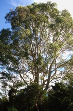 Jersey Girl Cold Hardy Eucalyptus Tree (Eucalyptus Macarthurii) - 6 Pack Of 1 Gallon Pots -Garden Wisp Sales Store Eucalyptus Jersey Girl 6