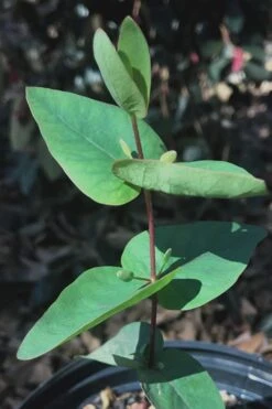 Jersey Girl Cold Hardy Eucalyptus Tree (Eucalyptus Macarthurii) - 1 Gallon Pot -Garden Wisp Sales Store Eucalyptus Jersey Girl 7 2