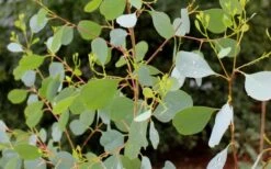Lucky Country Cold Hardy Eucalyptus Tree (Eucalyptus Camphora) - Quart Pot -Garden Wisp Sales Store Eucalyptus Lucky Country 1 2