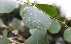 Lucky Country Cold Hardy Eucalyptus Tree (Eucalyptus Camphora) - 1 Gallon Pot -Garden Wisp Sales Store Eucalyptus Lucky Country 2 1