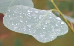 Lucky Country Cold Hardy Eucalyptus Tree (Eucalyptus Camphora) - 5 Gallon Pot -Garden Wisp Sales Store Eucalyptus Lucky Country 3