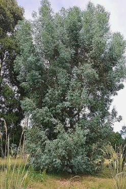Luna Cold Hardy Eucalyptus Tree (Eucalyptus Perriniana) - 3 Quart Pot 9 Luna Cold Hardy Eucalyptus Tree (Eucalyptus Perriniana) - 3 Quart Pot -Garden Wisp Sales Store Eucalyptus Luna 5 4