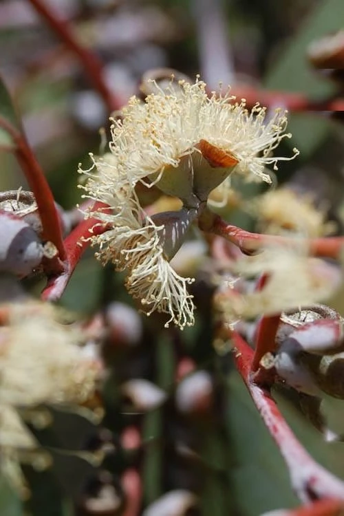 Luna Cold Hardy Eucalyptus Tree (Eucalyptus Perriniana) - 3 Quart Pot 5 Luna Cold Hardy Eucalyptus Tree (Eucalyptus Perriniana) - 3 Quart Pot - Image 5