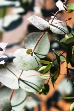 Maggie Cold Hardy Eucalyptus Tree (Eucalyptus Nova Anglica) - 2 Gallon Pot -Garden Wisp Sales Store Eucalyptus Maggie 10 3