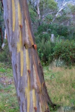 Sheila Cold Hardy Eucalyptus Tree (Eucalyptus Stellulata) - Quart Pot 16 Sheila Cold Hardy Eucalyptus Tree (Eucalyptus Stellulata) - Quart Pot -Garden Wisp Sales Store Eucalyptus Sheila 10