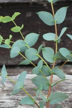 Sheila Cold Hardy Eucalyptus Tree (Eucalyptus Stellulata) - 6 Pack Of 1 Gallon Pots -Garden Wisp Sales Store Eucalyptus Sheila 2 1