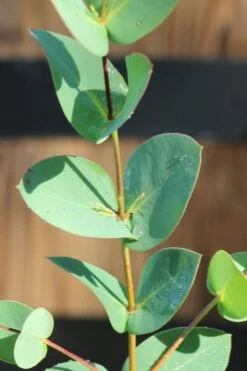 Sheila Cold Hardy Eucalyptus Tree (Eucalyptus Stellulata) - 3 Gallon Pot 17 Sheila Cold Hardy Eucalyptus Tree (Eucalyptus Stellulata) - 3 Gallon Pot -Garden Wisp Sales Store Eucalyptus Sheila 3 2