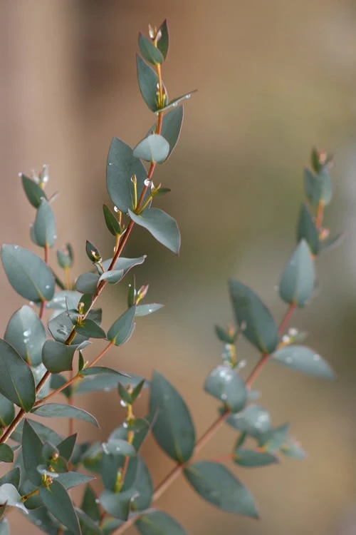 Sheila Cold Hardy Eucalyptus Tree (Eucalyptus Stellulata) - 3 Gallon Pot 12 Sheila Cold Hardy Eucalyptus Tree (Eucalyptus Stellulata) - 3 Gallon Pot - Image 12