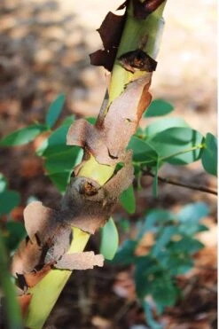 Sheila Cold Hardy Eucalyptus Tree (Eucalyptus Stellulata) - 1 Gallon Pot -Garden Wisp Sales Store Eucalyptus Sheila 9 3