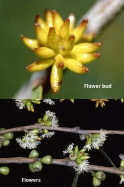 Skinny Minny Hardy Eucalyptus Tree (Eucalyptus Moorei) - 3 Quart Pot -Garden Wisp Sales Store Eucalyptus Skinny Minny 1 1