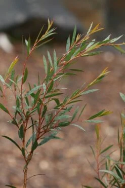 Skinny Minny Hardy Eucalyptus Tree (Eucalyptus Moorei) - 1 Gallon Pot -Garden Wisp Sales Store Eucalyptus Skinny Minny 2 5