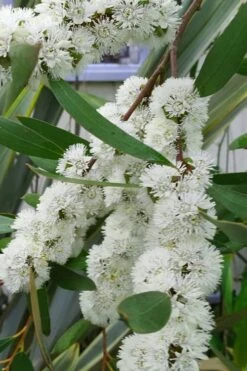 Snow Day Cold Hardy Eucalyptus Tree (Eucalyptus Gregsoniana) - Quart Pot -Garden Wisp Sales Store Eucalyptus Snow Day 5
