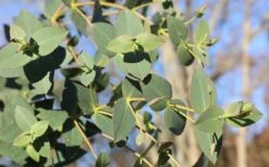 Cab Sav Cold Hardy Eucalyptus Tree (Eucalyptus Rubida) - 3 Gallon Pot 8 Cab Sav Cold Hardy Eucalyptus Tree (Eucalyptus Rubida) - 3 Gallon Pot -Garden Wisp Sales Store Eucalyptus Tree Cab Sav Rubida 3