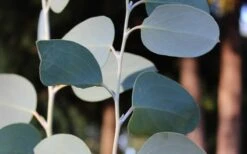 Mappa Tassie Cold Hardy Eucalyptus Tree (Eucalyptus Pauciflora) - 3 Quart Pot 9 Mappa Tassie Cold Hardy Eucalyptus Tree (Eucalyptus Pauciflora) - 3 Quart Pot -Garden Wisp Sales Store Eucalyptus Tree Mappa Tassie Pauciflora Snow Gum 1