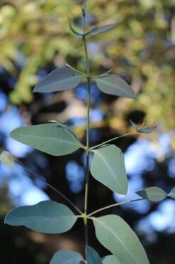 Grace Cold Hardy Eucalyptus Tree (Eucalyptus Elliptica) - 2 Gallon Pot -Garden Wisp Sales Store Eucalytptus Grace BS 4