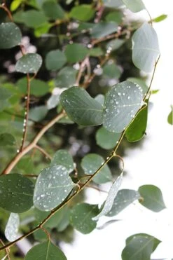 Lucky Country Cold Hardy Eucalyptus Tree (Eucalyptus Camphora) - 1 Gallon Pot -Garden Wisp Sales Store Eucalytptus Lucky Country BS 1