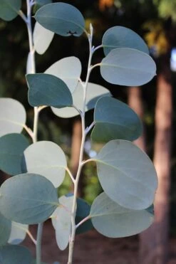 Mappa Tassie Cold Hardy Eucalyptus Tree (Eucalyptus Pauciflora) - 3 Quart Pot 11 Mappa Tassie Cold Hardy Eucalyptus Tree (Eucalyptus Pauciflora) - 3 Quart Pot -Garden Wisp Sales Store Eucalytptus Mappa Tassie BS 1