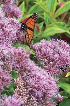 Euphoria Ruby Joe Pye Weed - 1 Gallon Pot -Garden Wisp Sales Store Eupatorium Euphoria Ruby 3