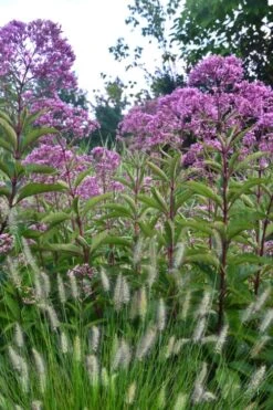 Eupatorium Maculatum 'Gateway' (Joe Pye Weed) - 1 Gallon Pot -Garden Wisp Sales Store Eupatorium Gateway 1