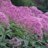 Eupatorium Maculatum 'Gateway' (Joe Pye Weed) - 1 Gallon Pot