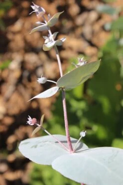 Maggie Cold Hardy Eucalyptus Tree (Eucalyptus Nova Anglica) - Quart Pot -Garden Wisp Sales Store Eusalyptus Maggie 1 500x750 1