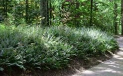 Christmas Fern (Polystichum Acrostichoides) - 1 Gallon Pot -Garden Wisp Sales Store Fern Christmas 11