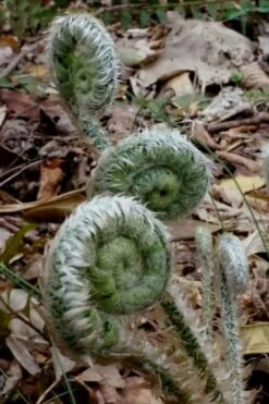 Christmas Fern (Polystichum Acrostichoides) - 1 Gallon Pot -Garden Wisp Sales Store Fern Christmas 12