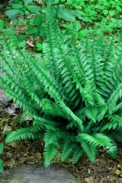 Christmas Fern (Polystichum Acrostichoides) - 1 Gallon Pot -Garden Wisp Sales Store Fern Christmas 14