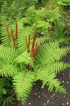 Cinnamon Fern (Osmunda Cinnamomea) - 1 Gallon Pot 8 Cinnamon Fern (Osmunda Cinnamomea) - 1 Gallon Pot -Garden Wisp Sales Store Fern Cinnamon 20