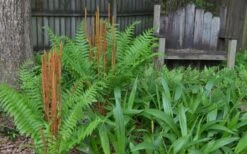 Cinnamon Fern (Osmunda Cinnamomea) - 1 Gallon Pot 9 Cinnamon Fern (Osmunda Cinnamomea) - 1 Gallon Pot -Garden Wisp Sales Store Fern Cinnamon 22