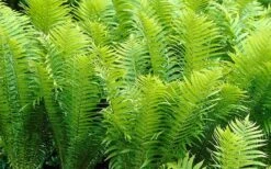 Ostrich Fern - Matteuccia Struthiopteris - 1 Gallon Pot -Garden Wisp Sales Store Fern Ostrich 2