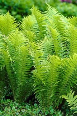 Ostrich Fern - Matteuccia Struthiopteris - 1 Gallon Pot