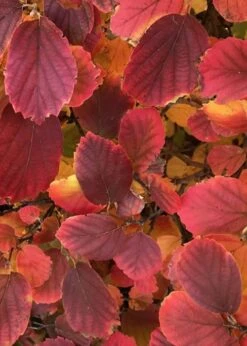 Blue Shadow Fothergilla - 3 Gallon Pot -Garden Wisp Sales Store Fothergilla Blue Shadow 1