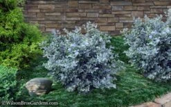 Blue Shadow Fothergilla - 3 Gallon Pot -Garden Wisp Sales Store Fothergilla Blue Shadow 11