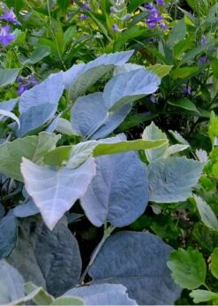 Blue Shadow Fothergilla - 3 Gallon Pot -Garden Wisp Sales Store Fothergilla Blue Shadow 2