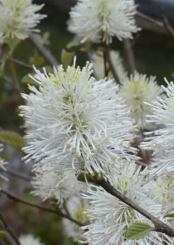 Blue Shadow Fothergilla - 3 Gallon Pot -Garden Wisp Sales Store Fothergilla Blue Shadow 5