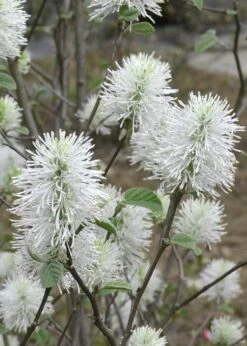 Blue Shadow Fothergilla - 3 Gallon Pot -Garden Wisp Sales Store Fothergilla Blue Shadow 6