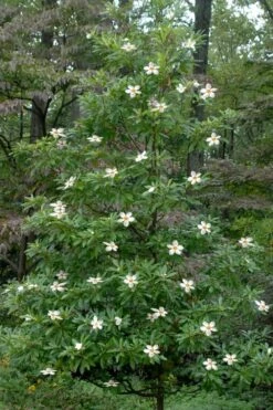 Sweet Tea Mountain Gordlinia - 5 Gallon Pot -Garden Wisp Sales Store Gordlinia Sweet Tea 12 1